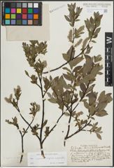 Foto von Salix L.